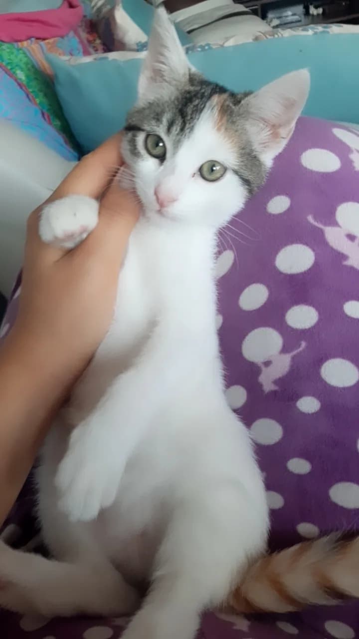 Minik