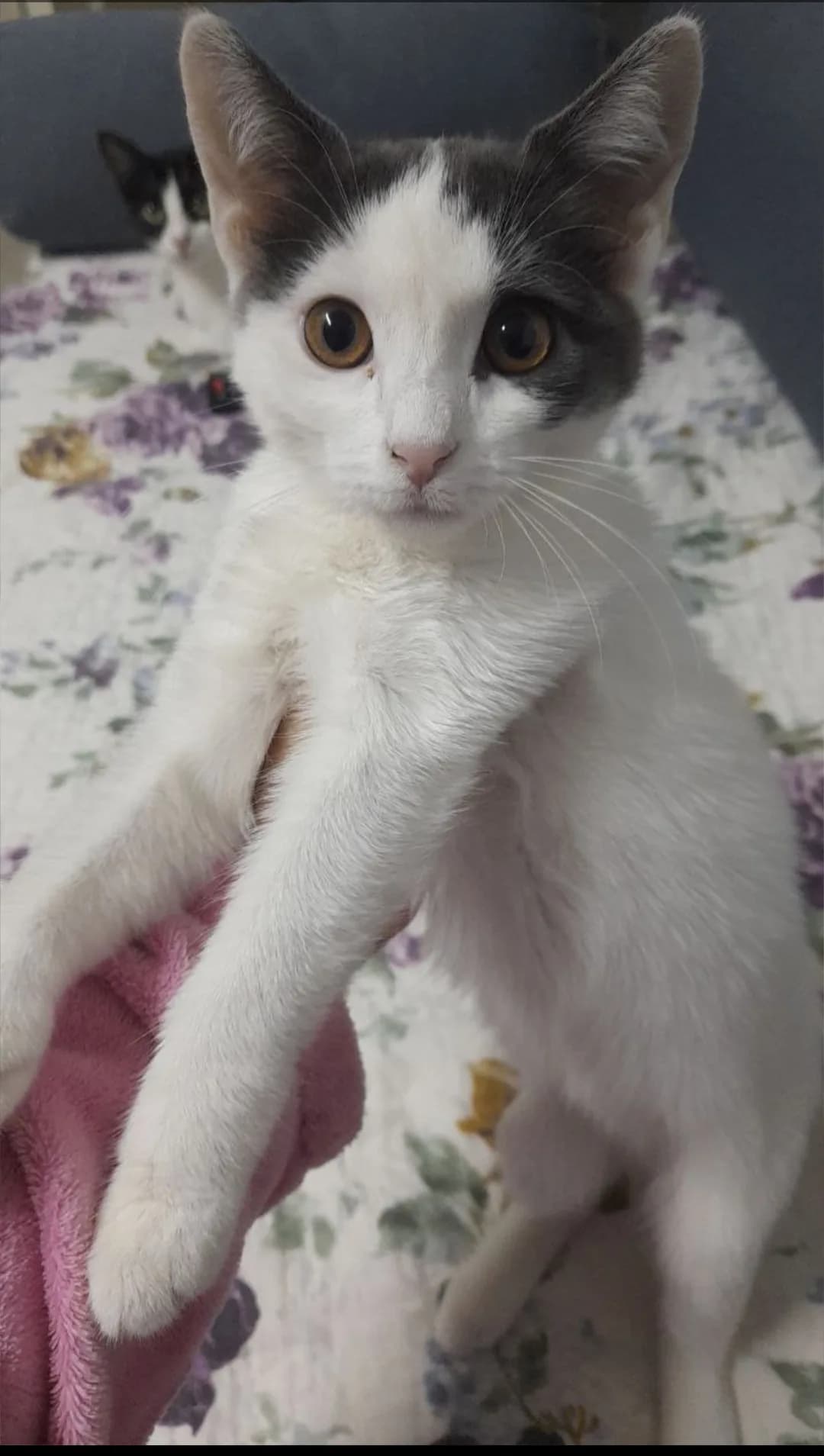 Kedo