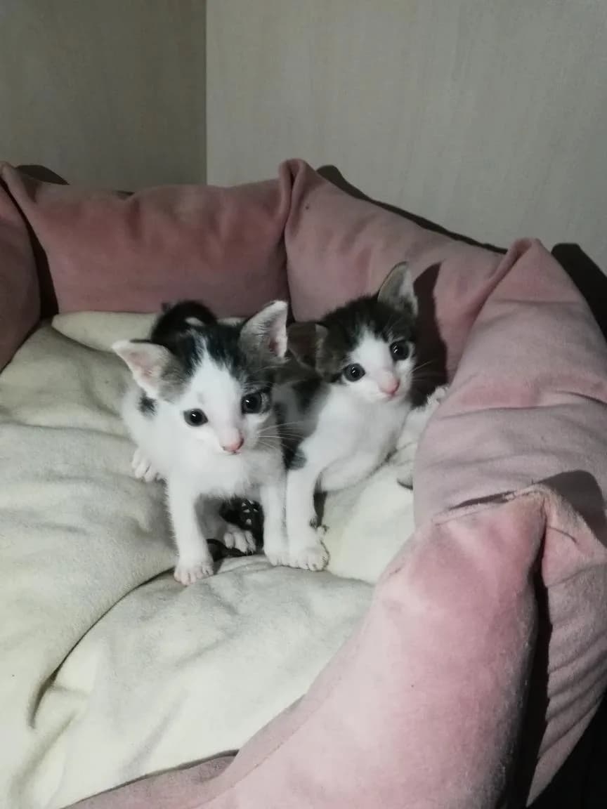 Kedi
