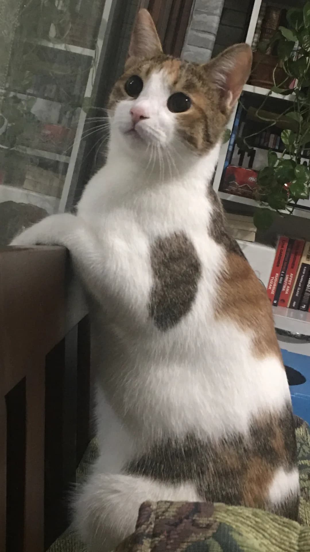 Dori