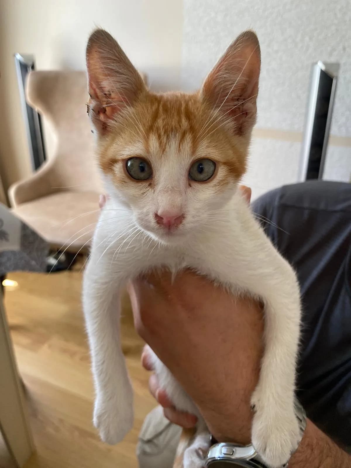 Yavru kedi