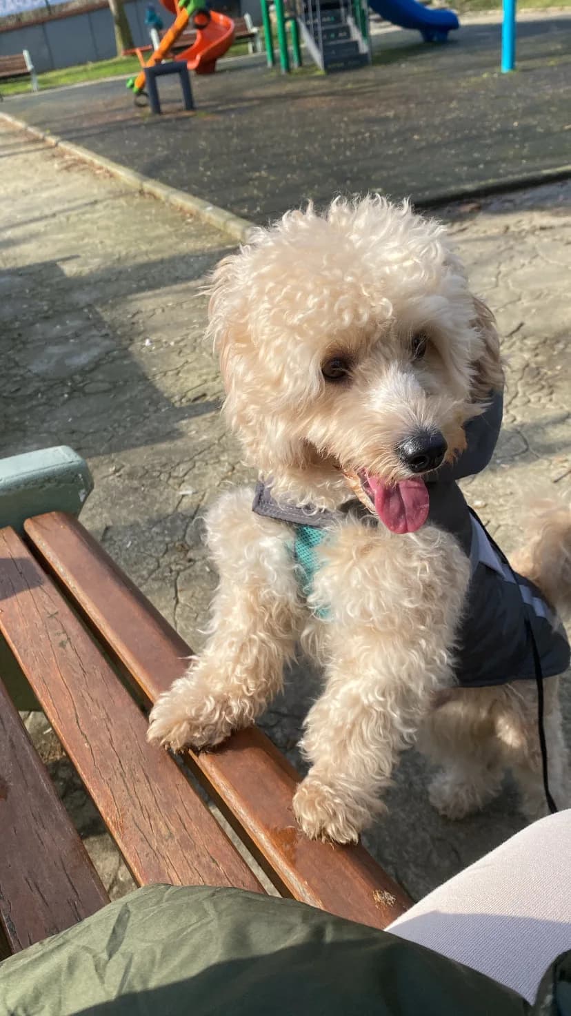 Roffy