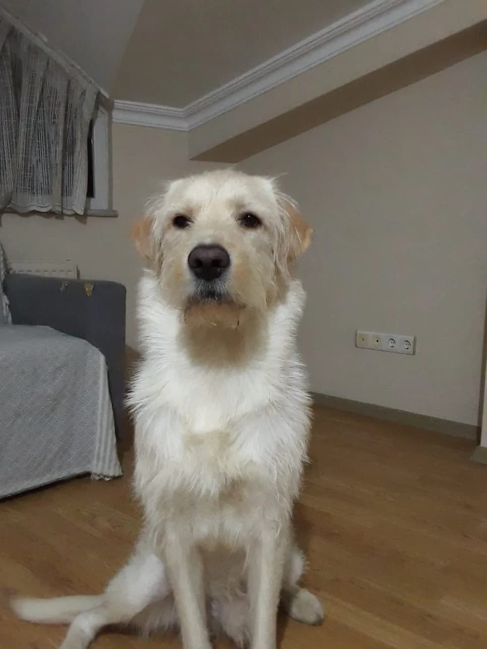 Kaymak