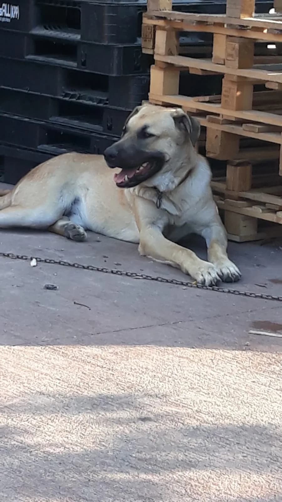 Ateş