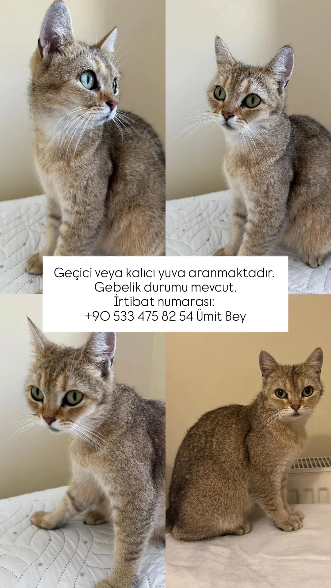 ÜMİT
