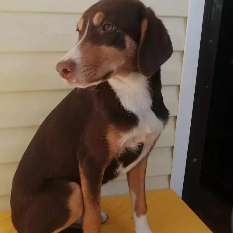 Labrador