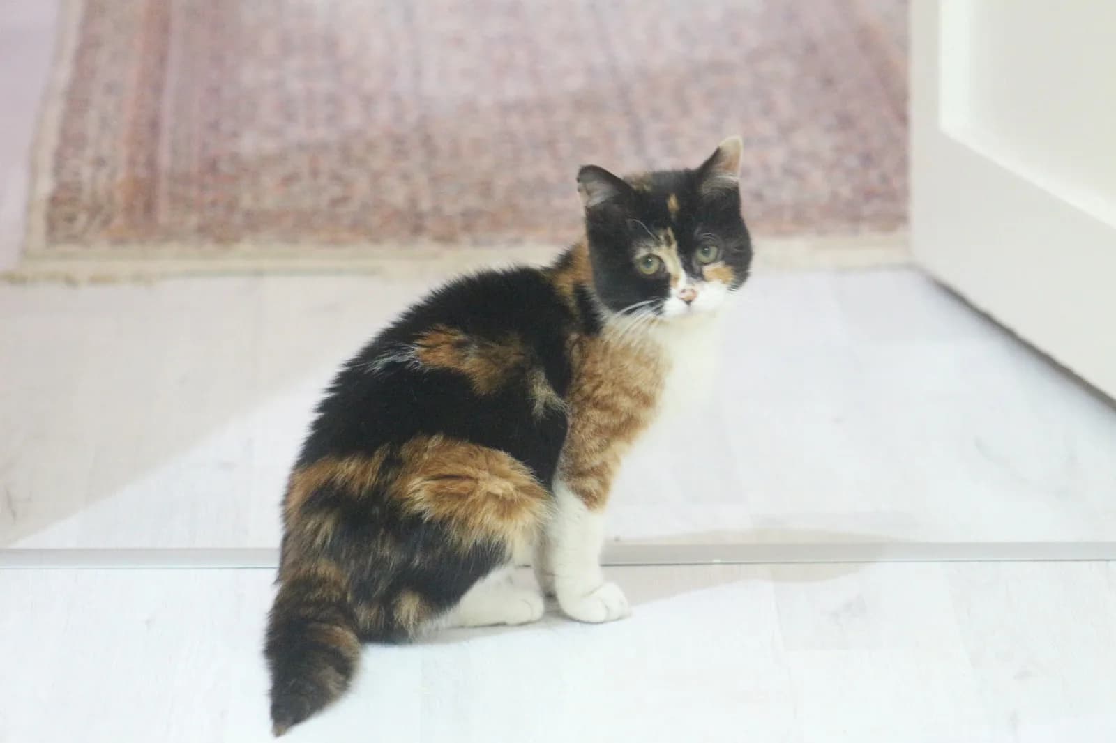 Çerez bücür