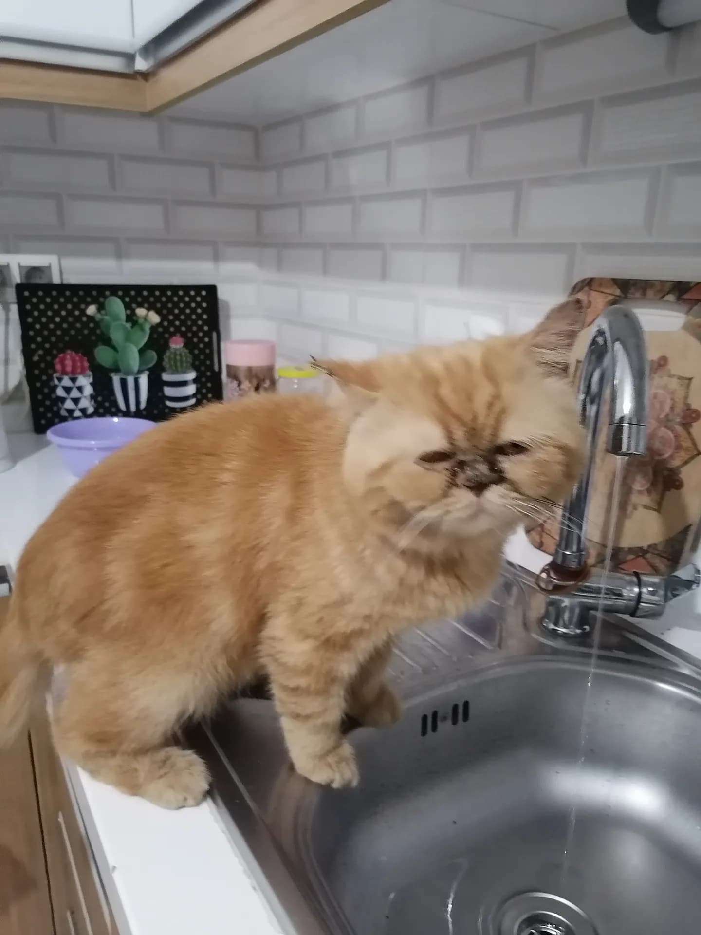 Havuç