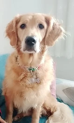 Maya