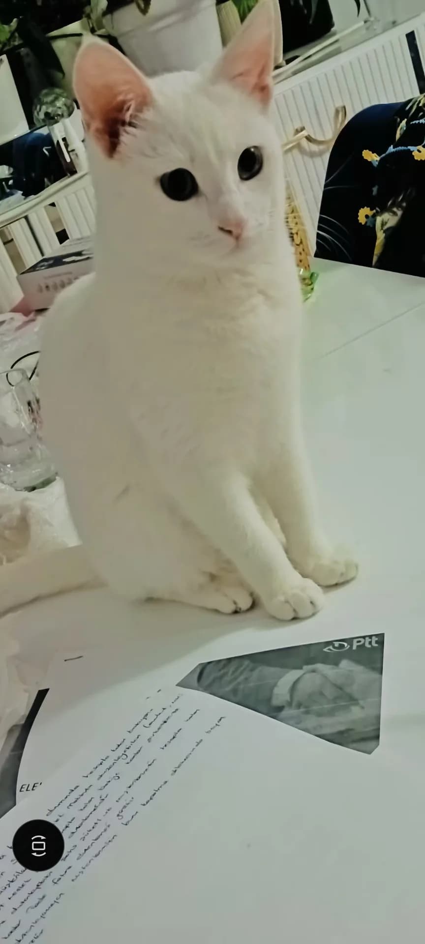 Pamuk