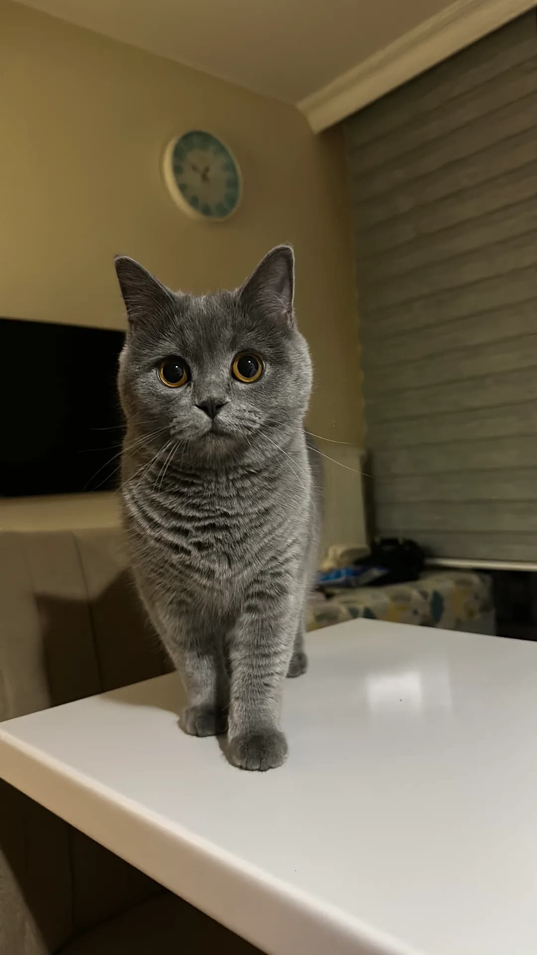 Diva