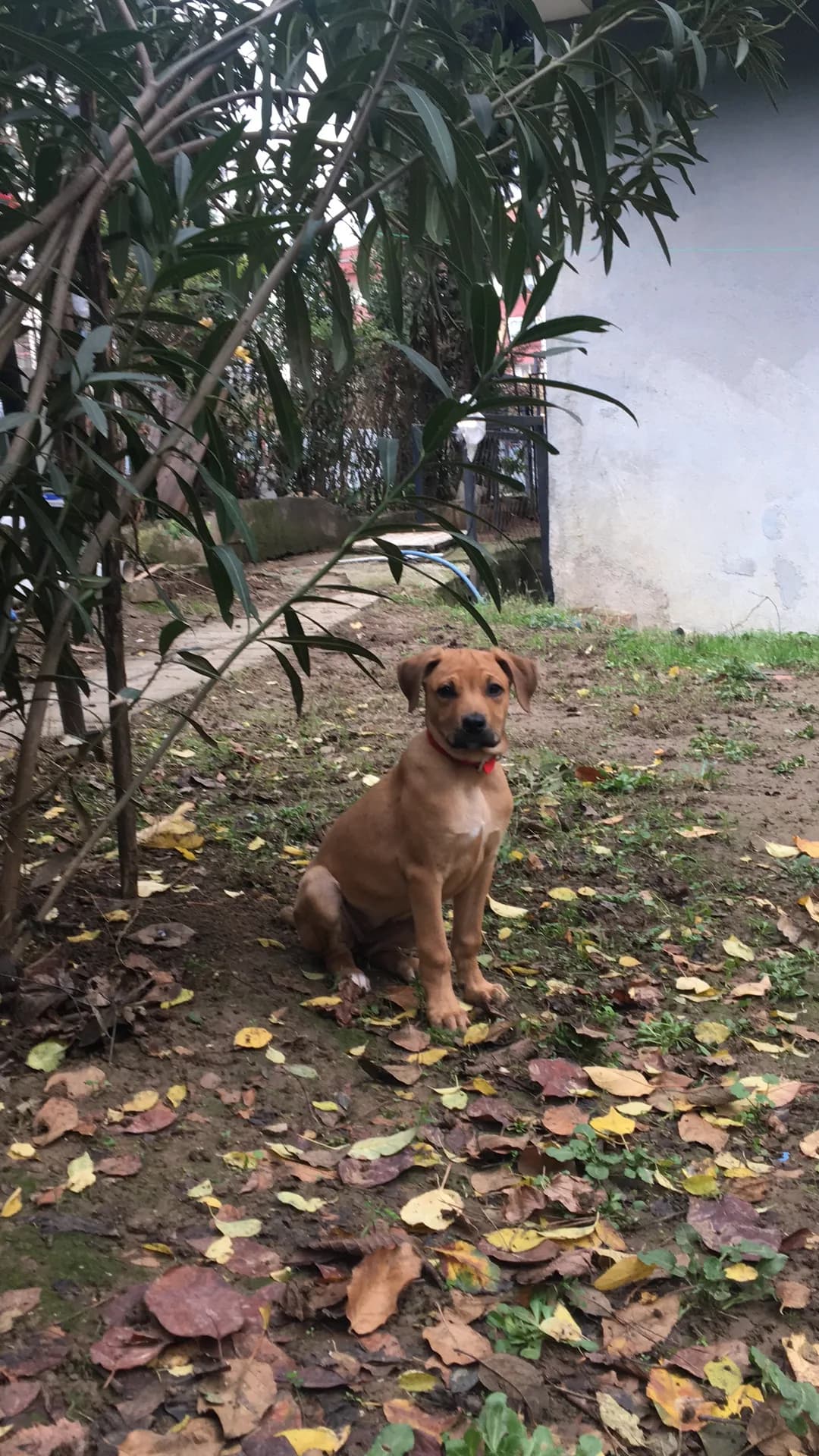 Lena