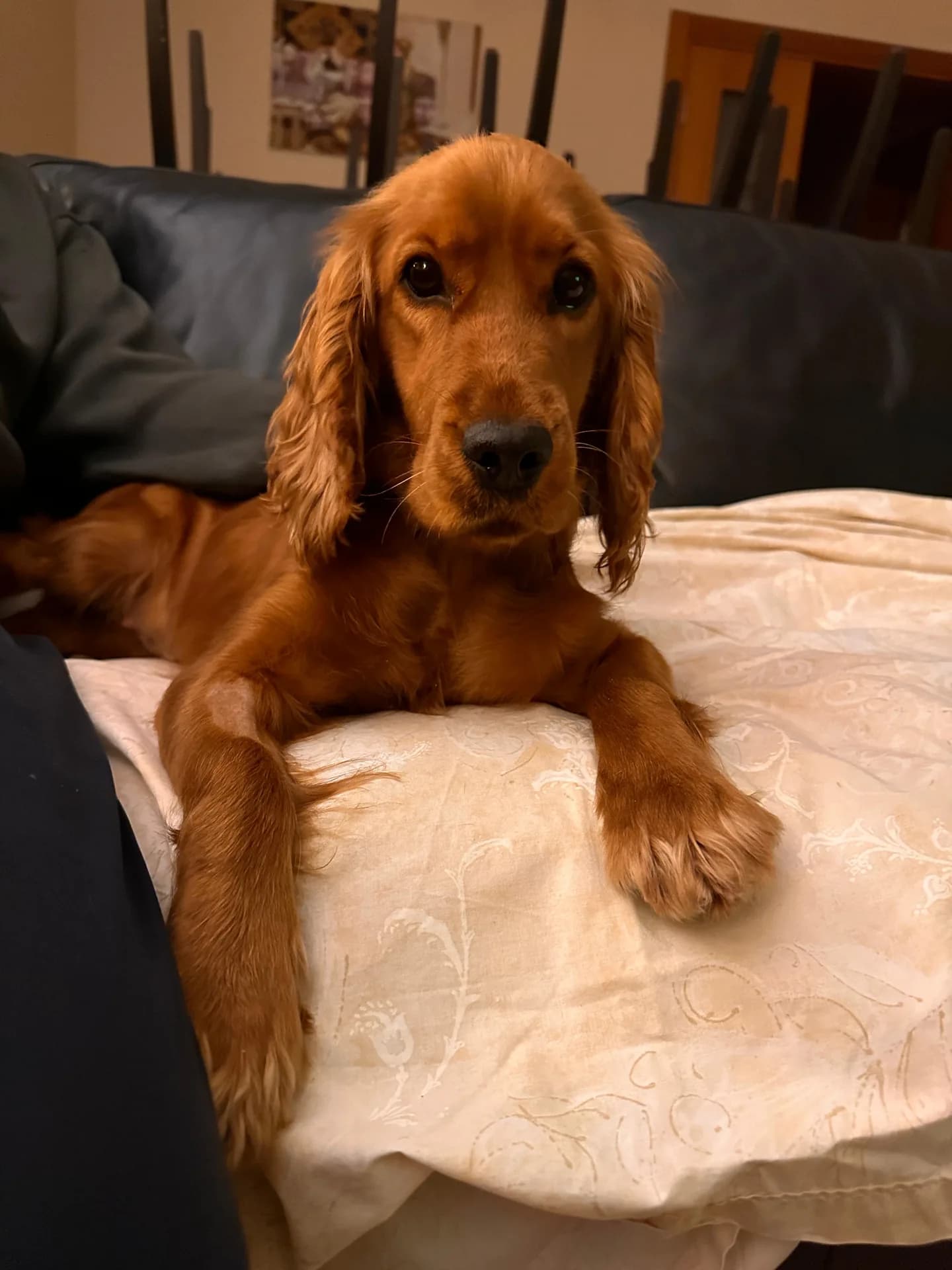 Phoebe