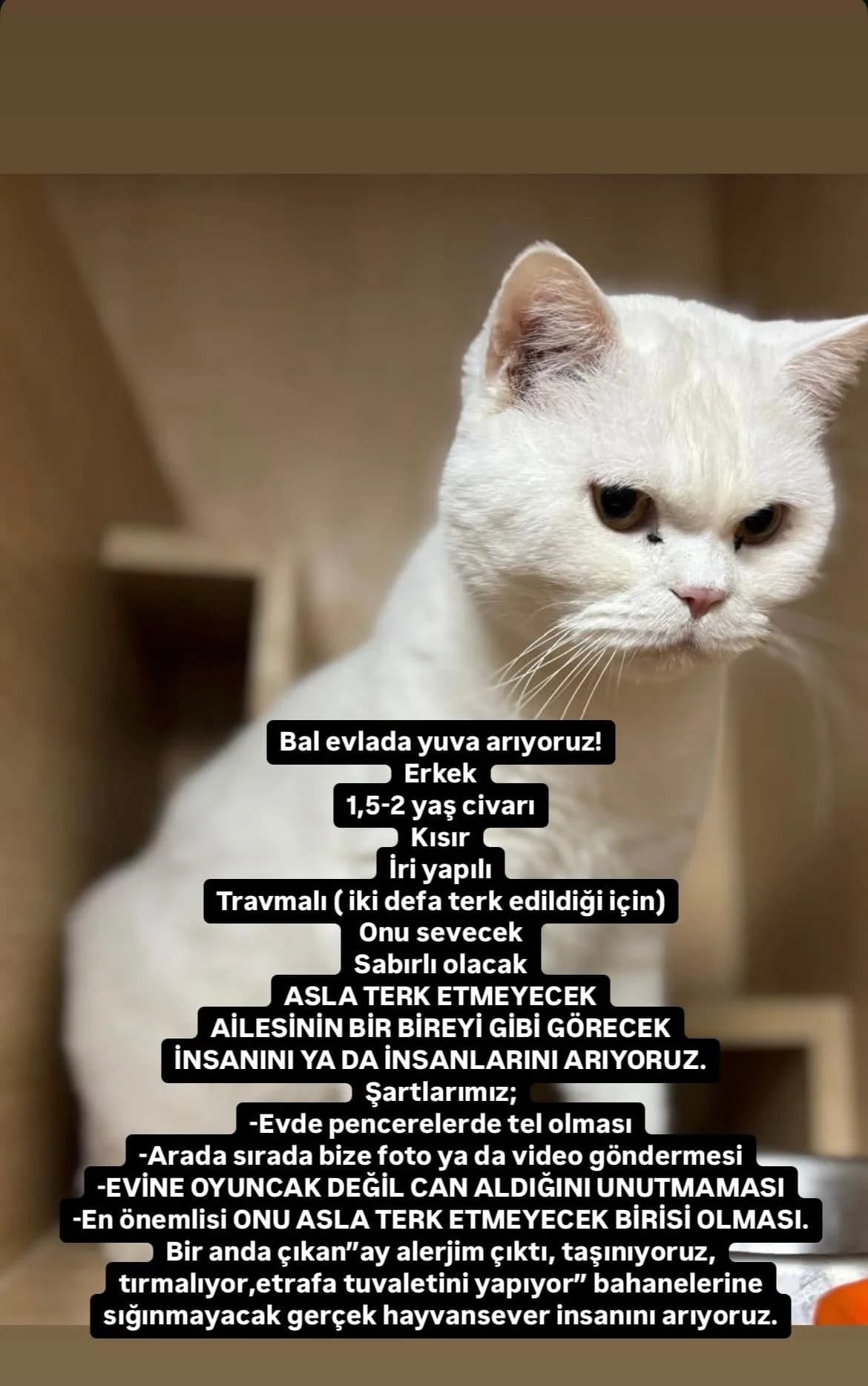 Pamuk