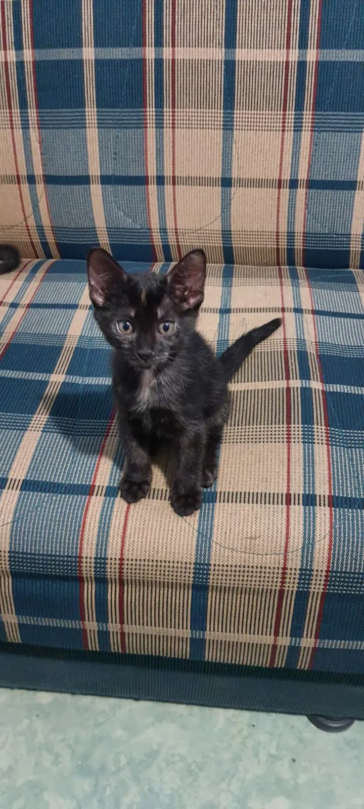 maya