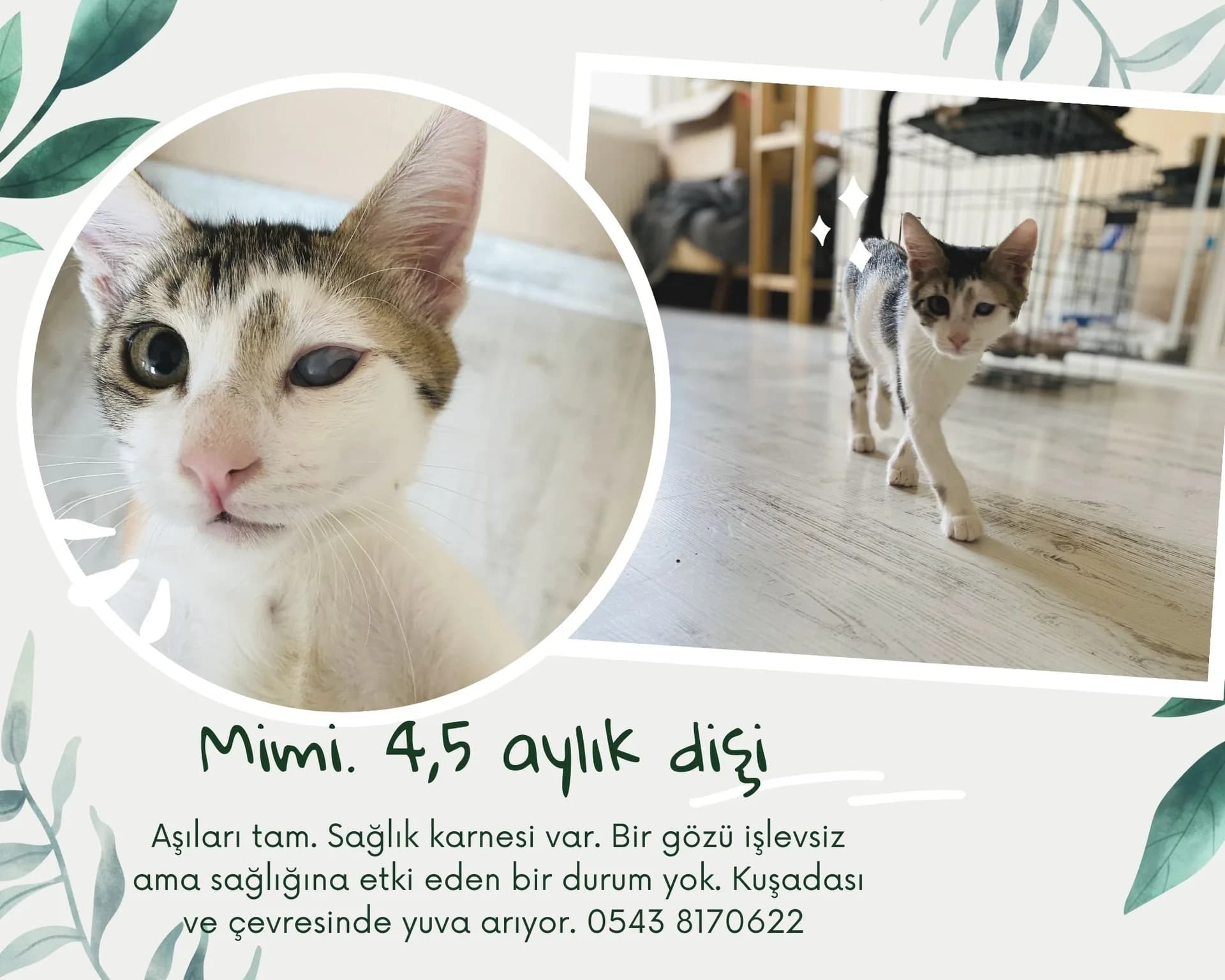 Mimi