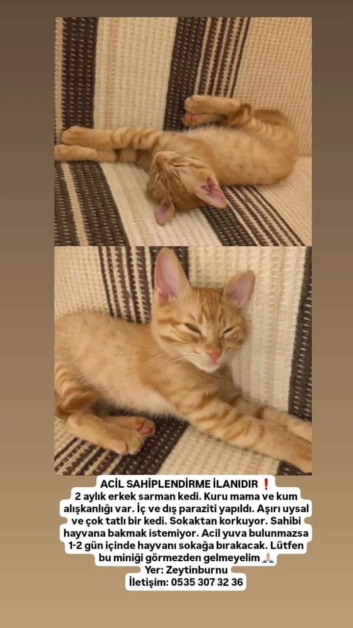 2 aylık Erkek sarman yavru