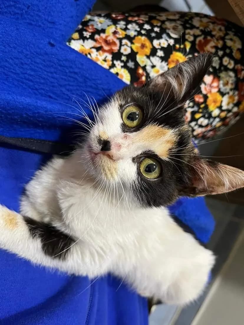 Kedi