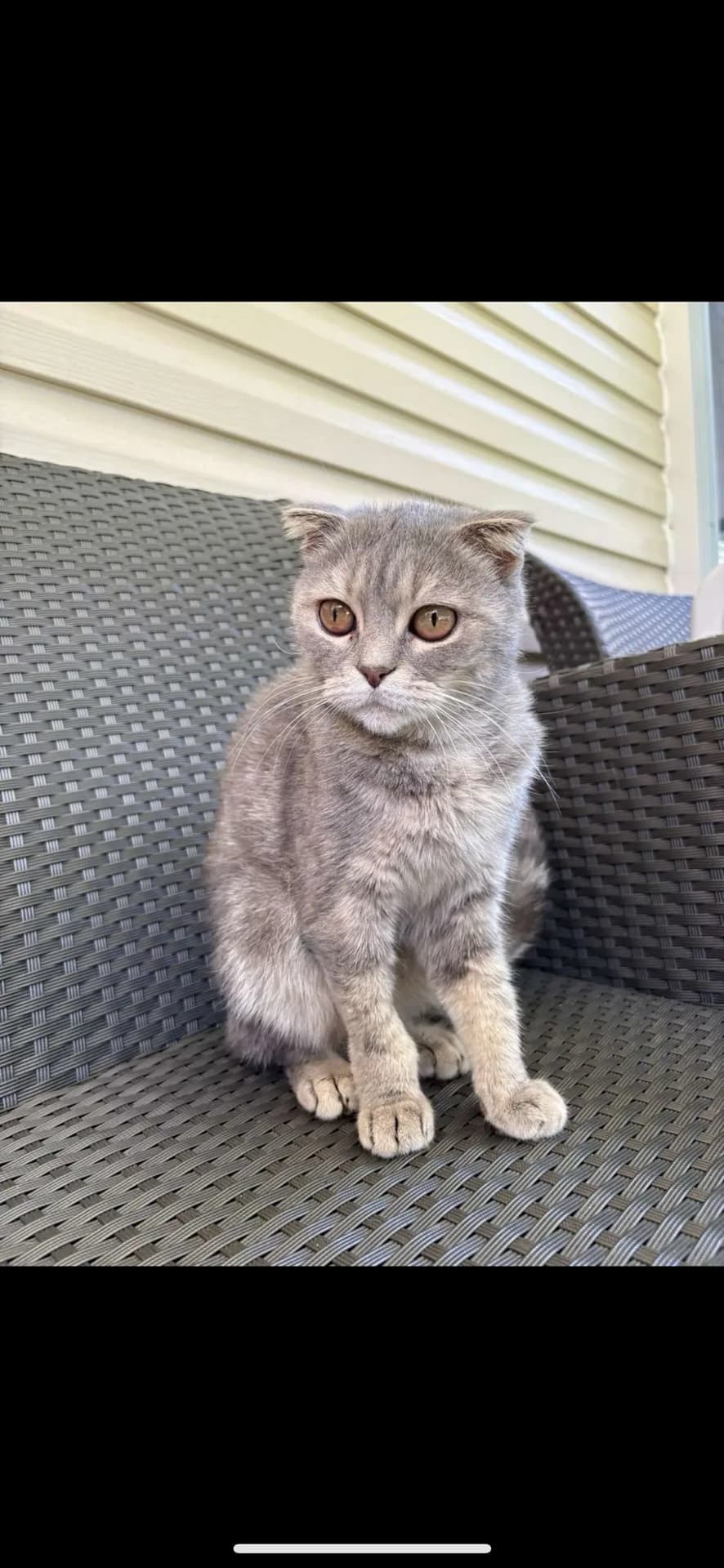 Scottish Fold