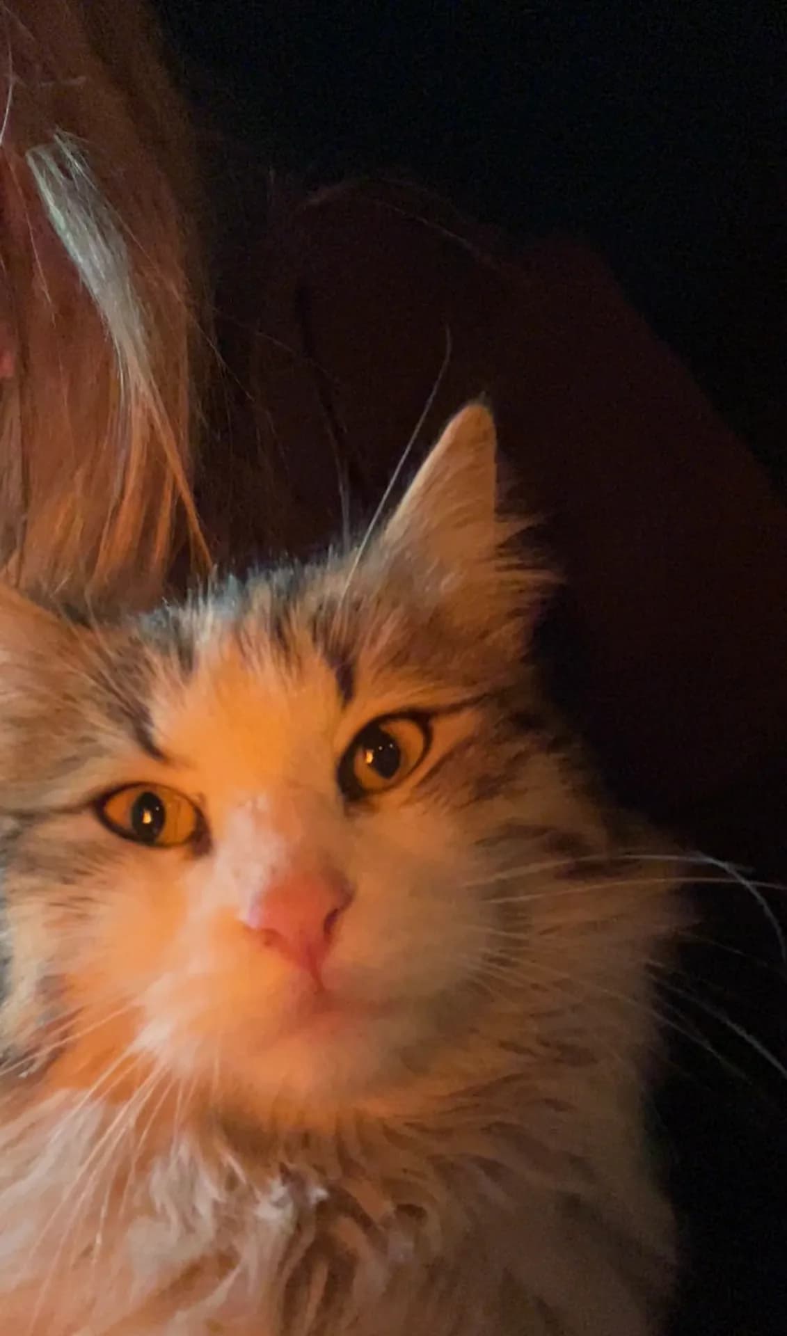 Kiko