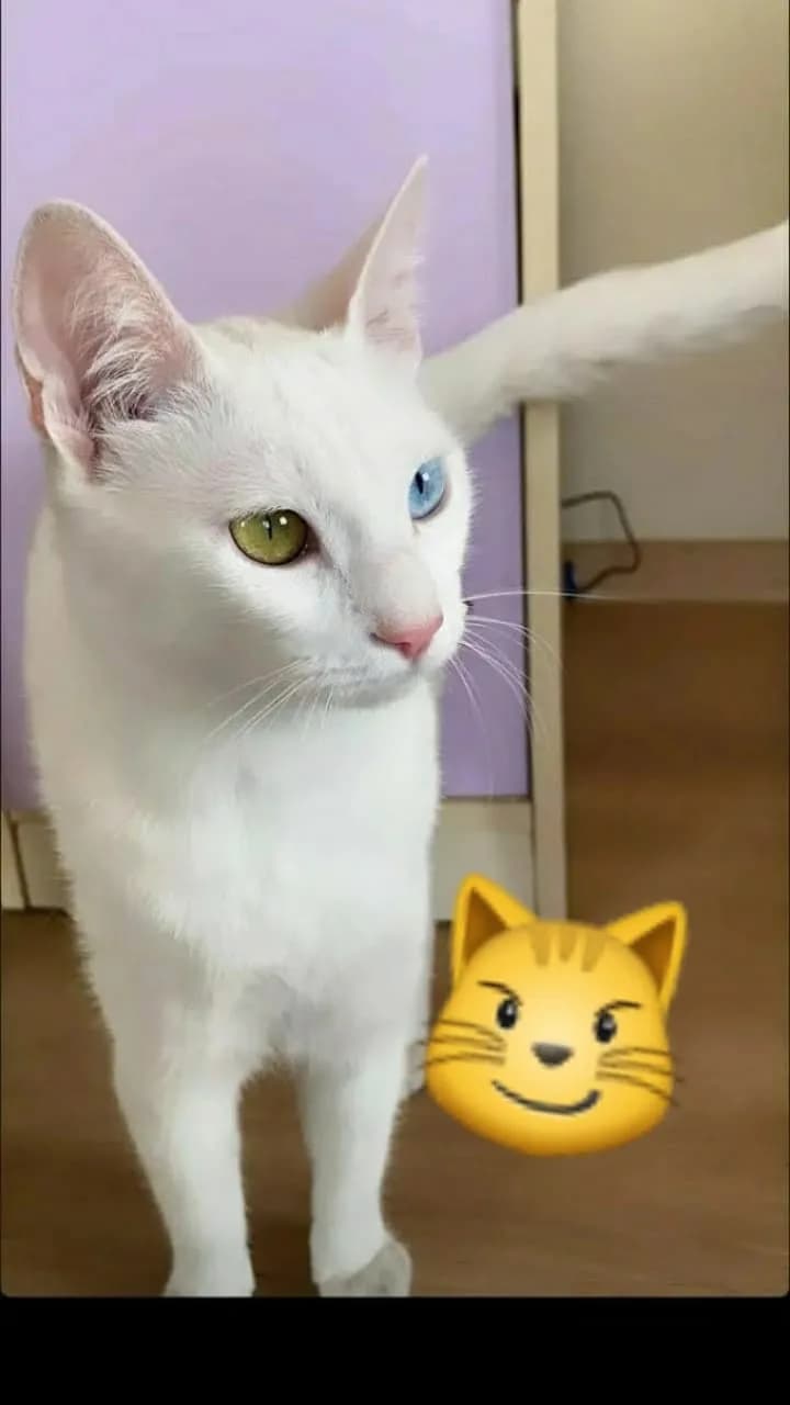 Prenses