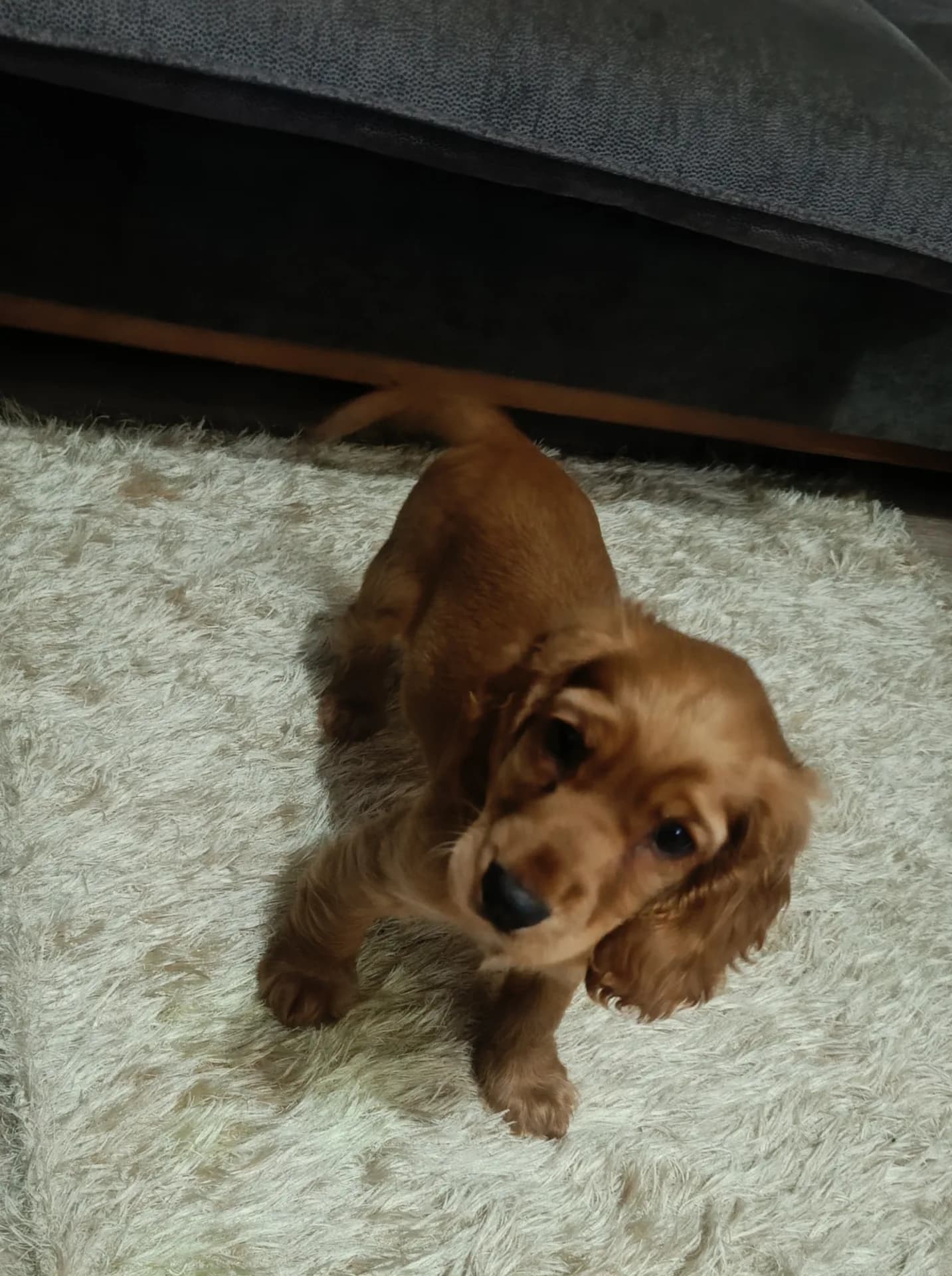 Bella