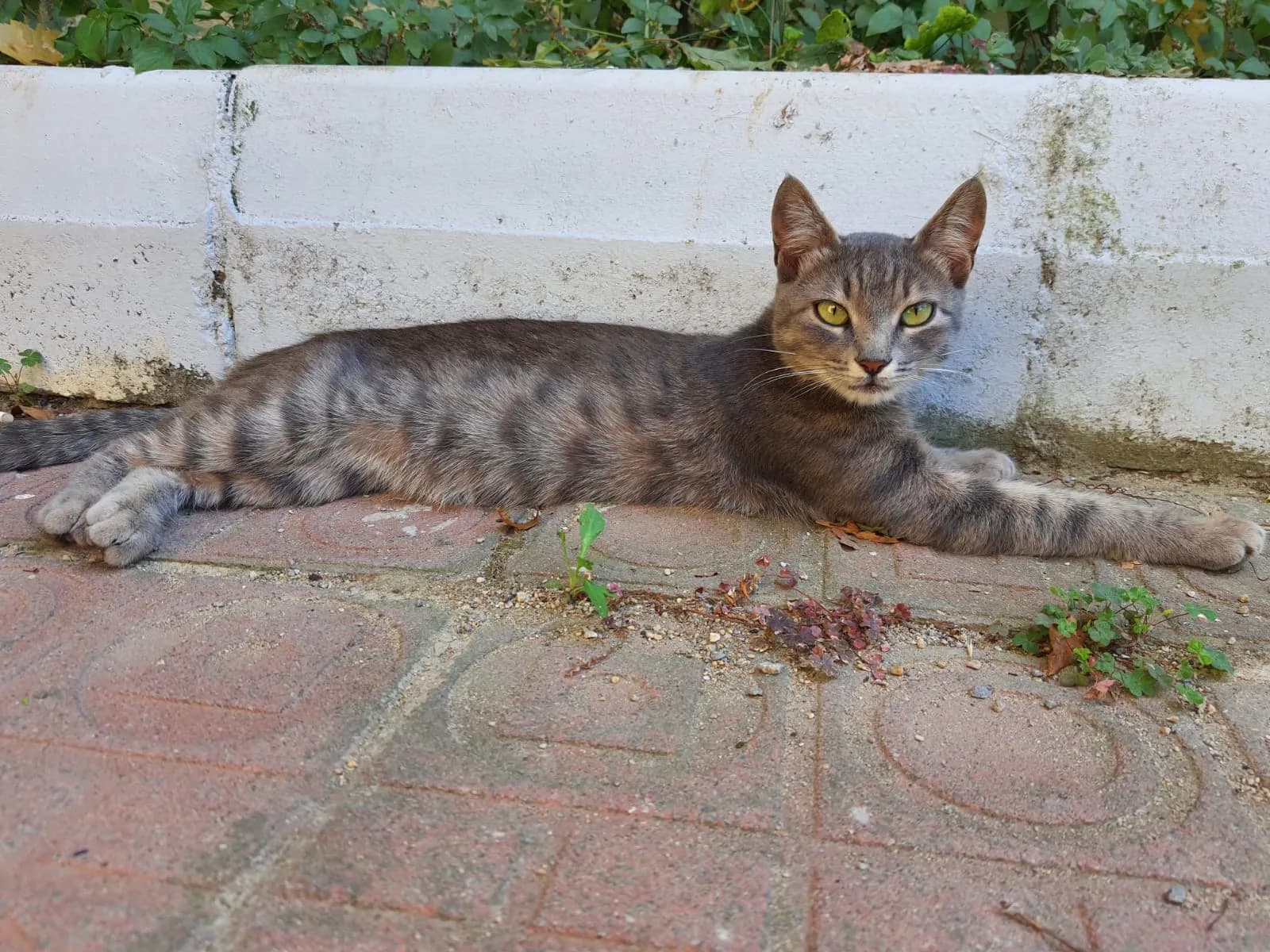 Duman