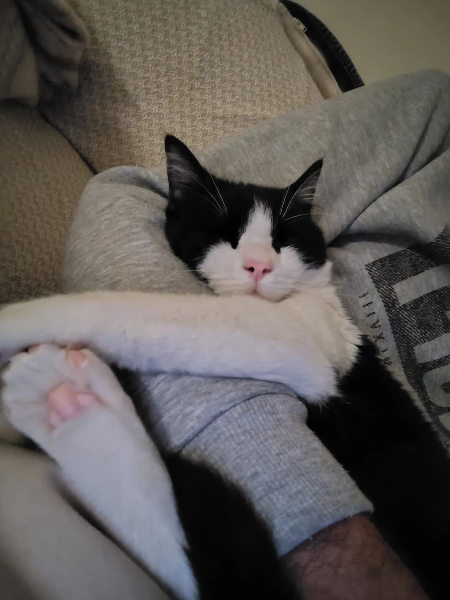 Felix