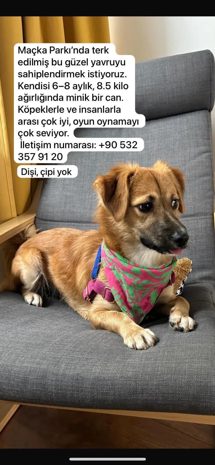 Ezgi