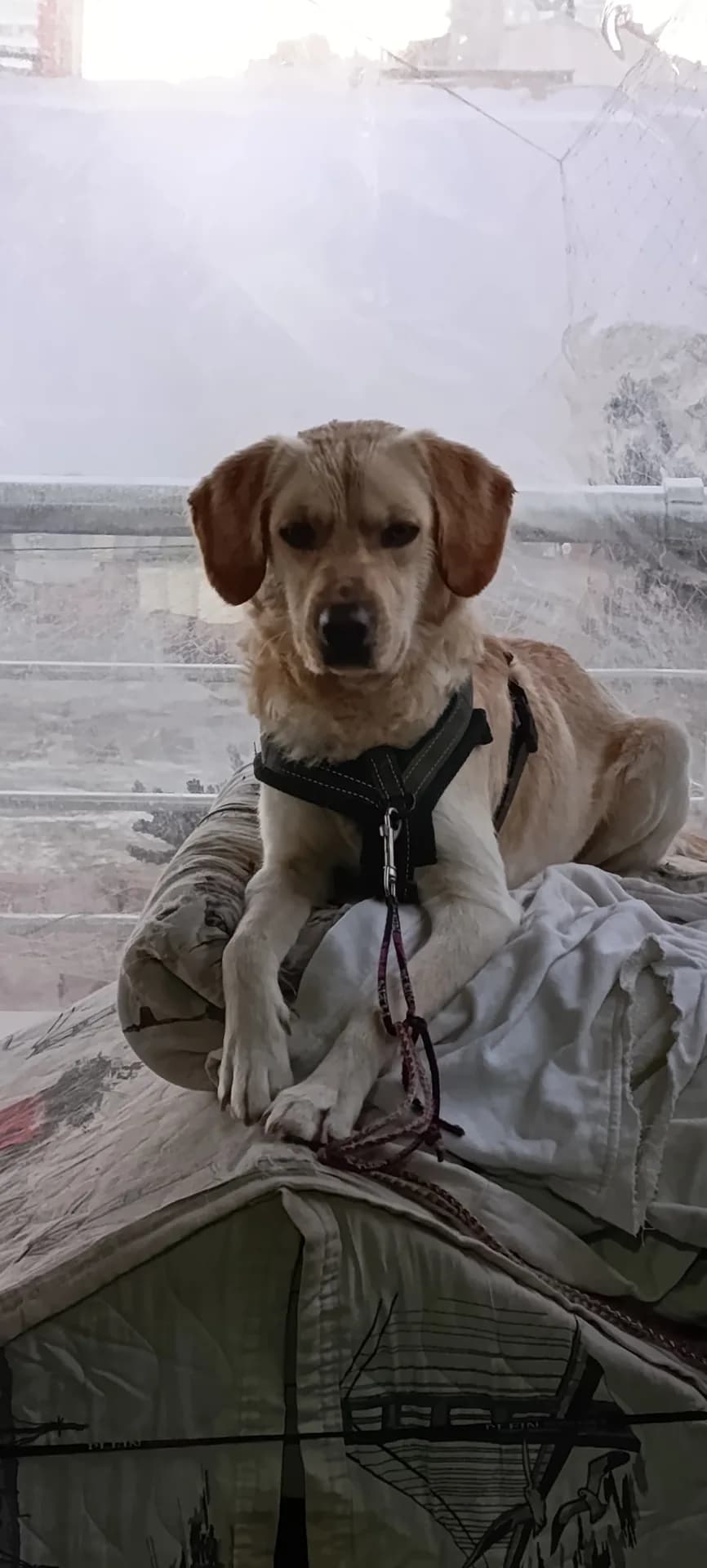 Atlas