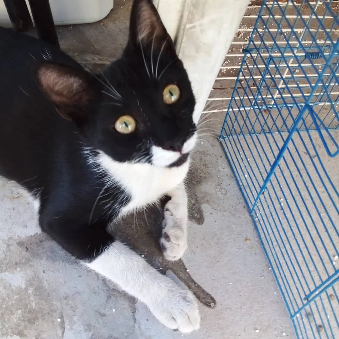 Zeytin