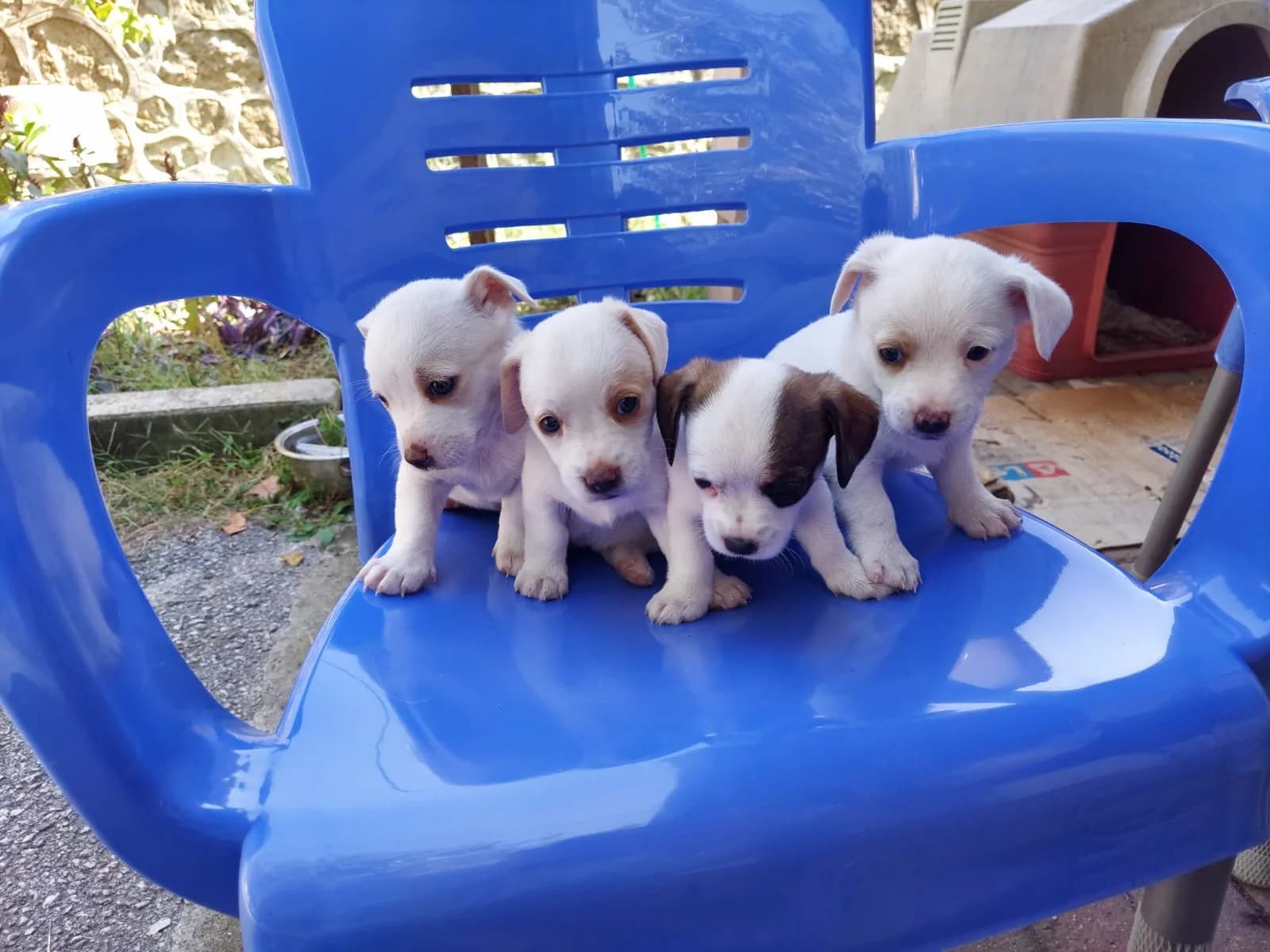 Yavru köpek