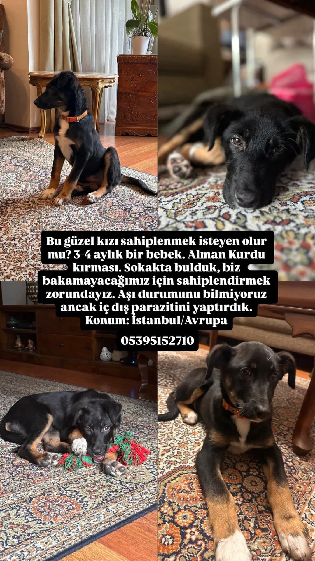 Gece