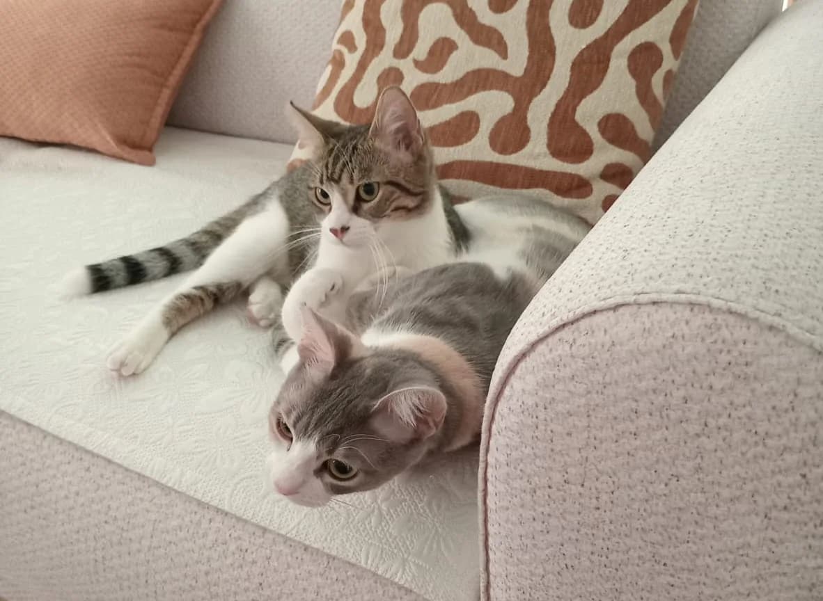Minnoş