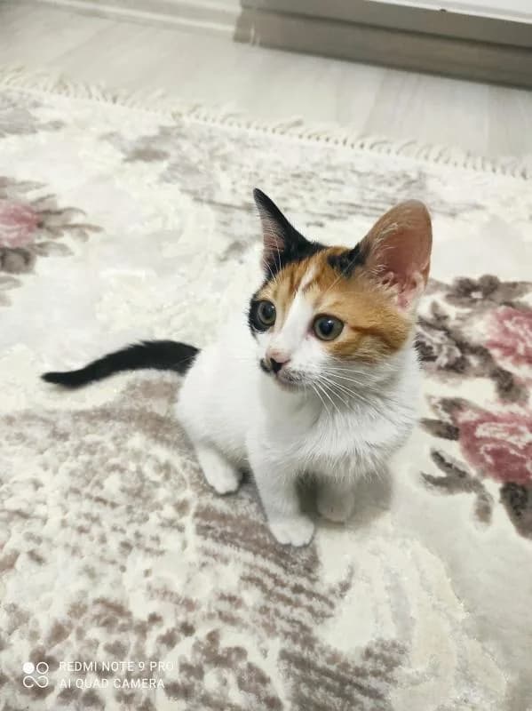 İsmi henüz yok