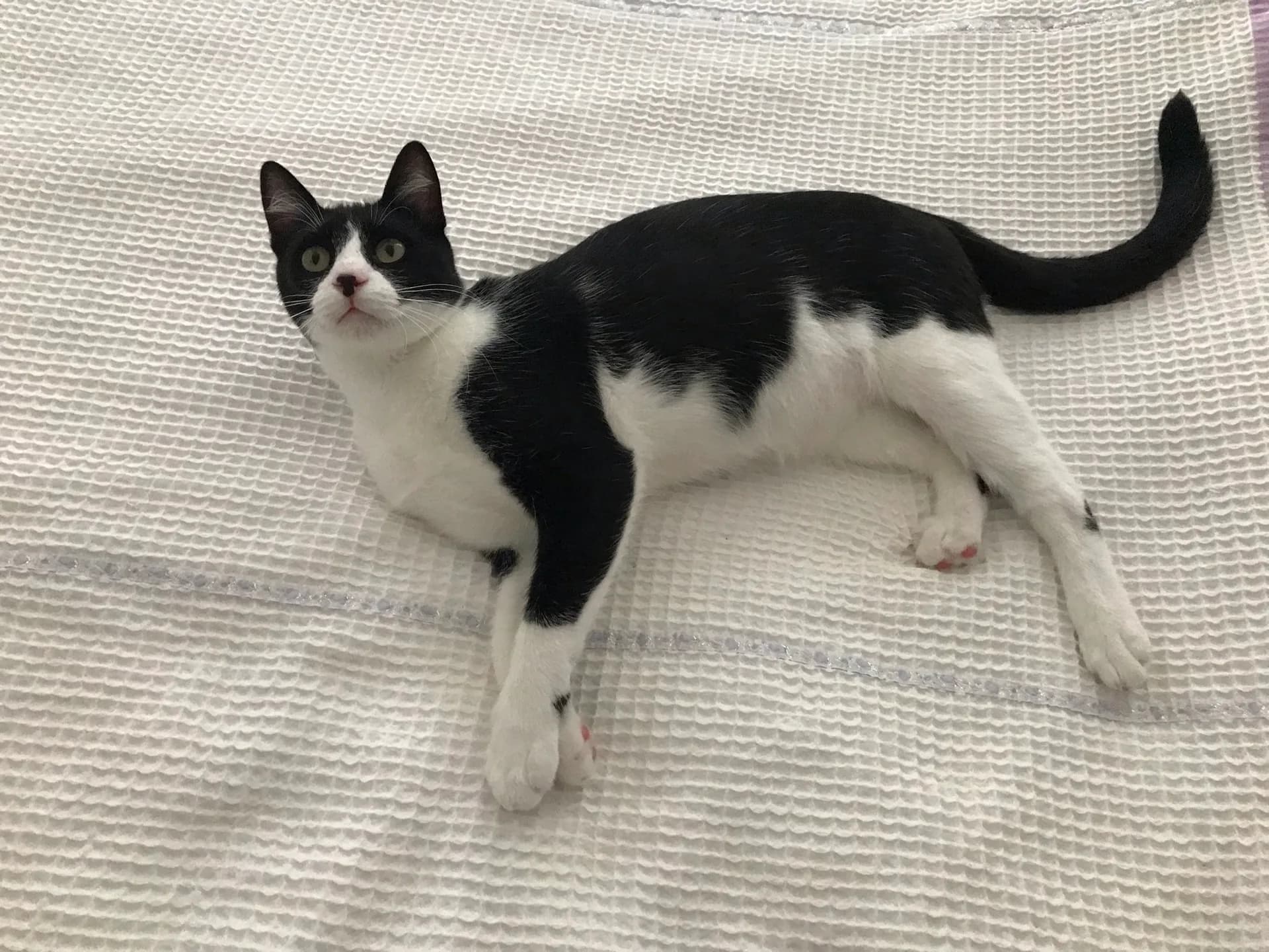 Odin