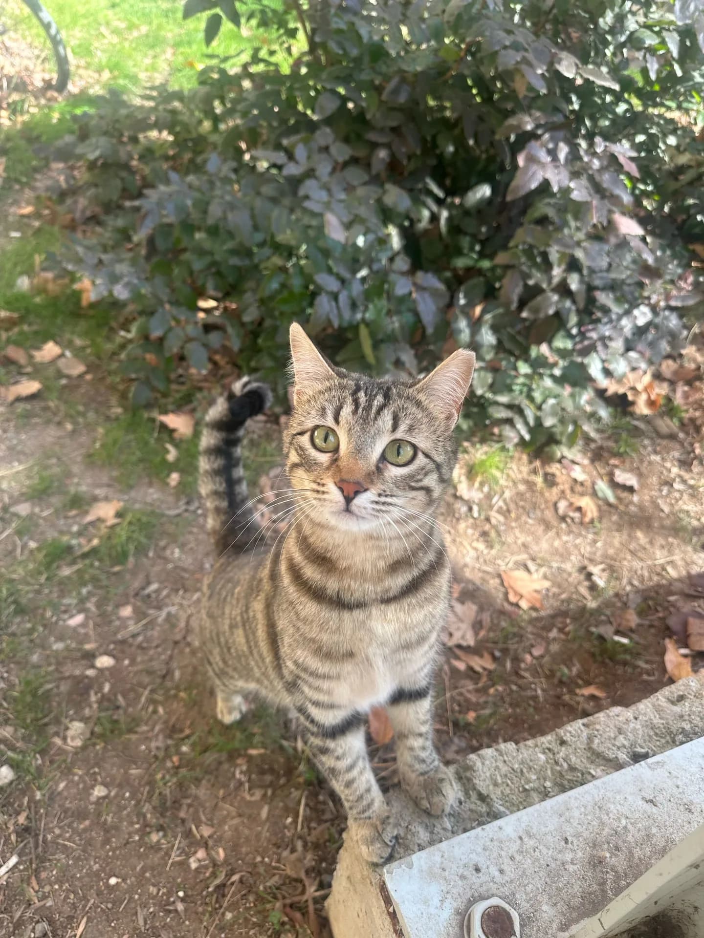 Kozi