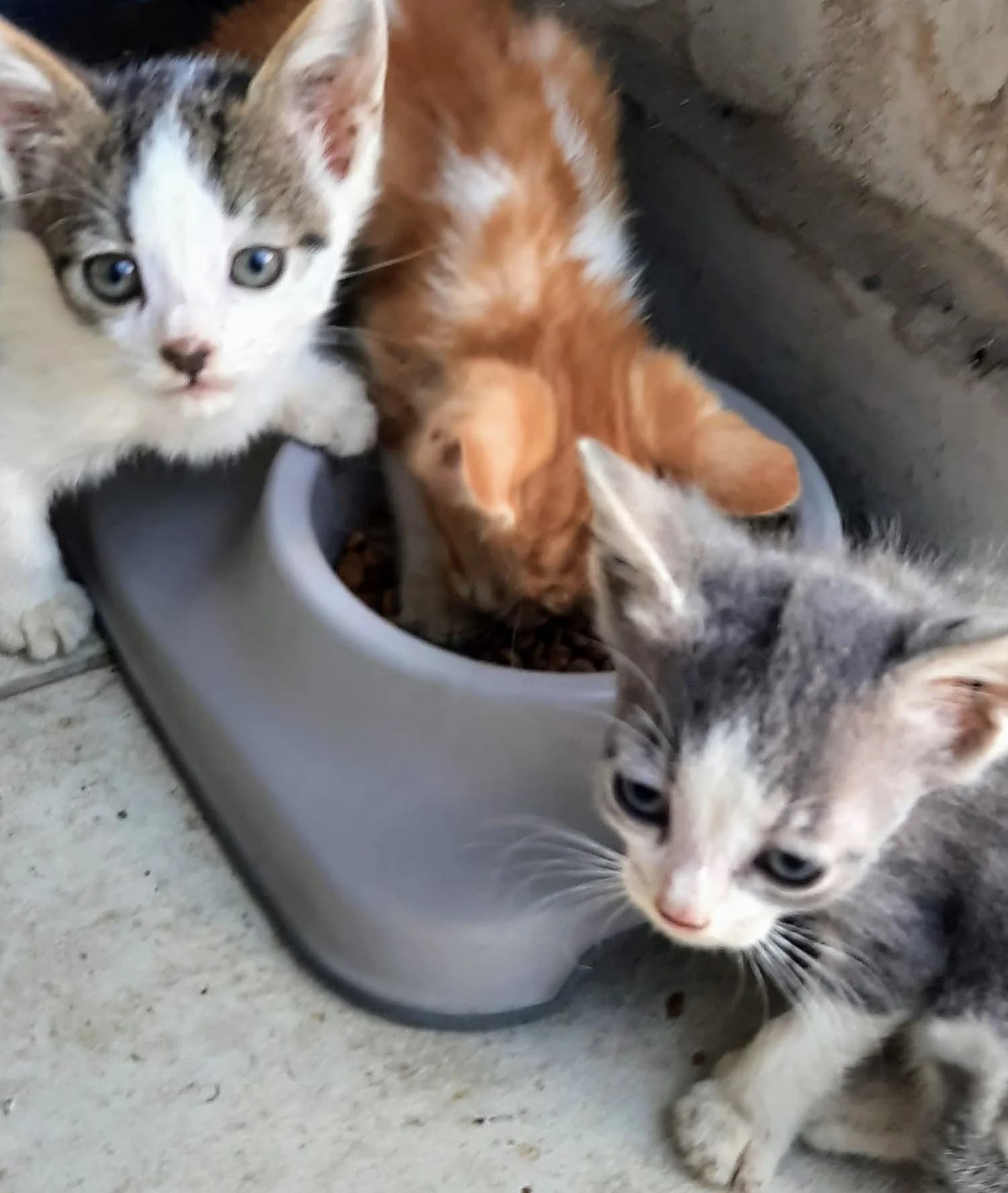 Minnoş kardeşler