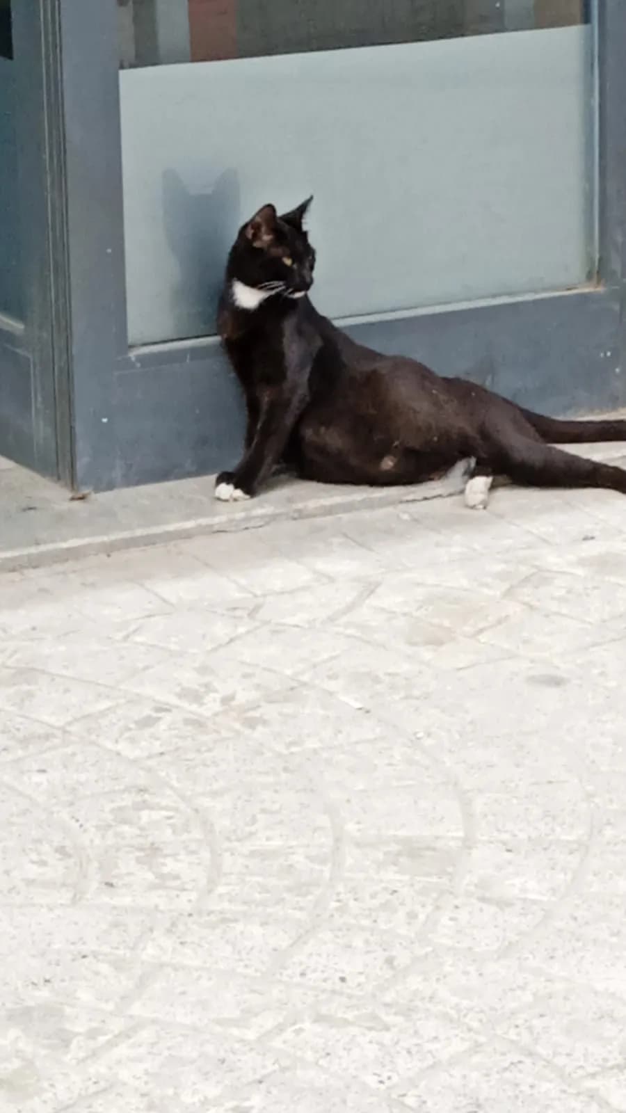 Pia