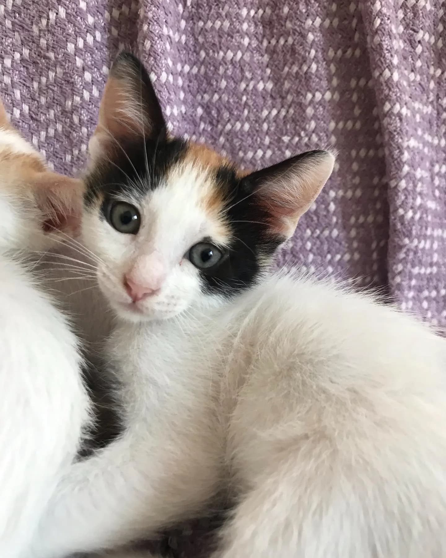 Karamel