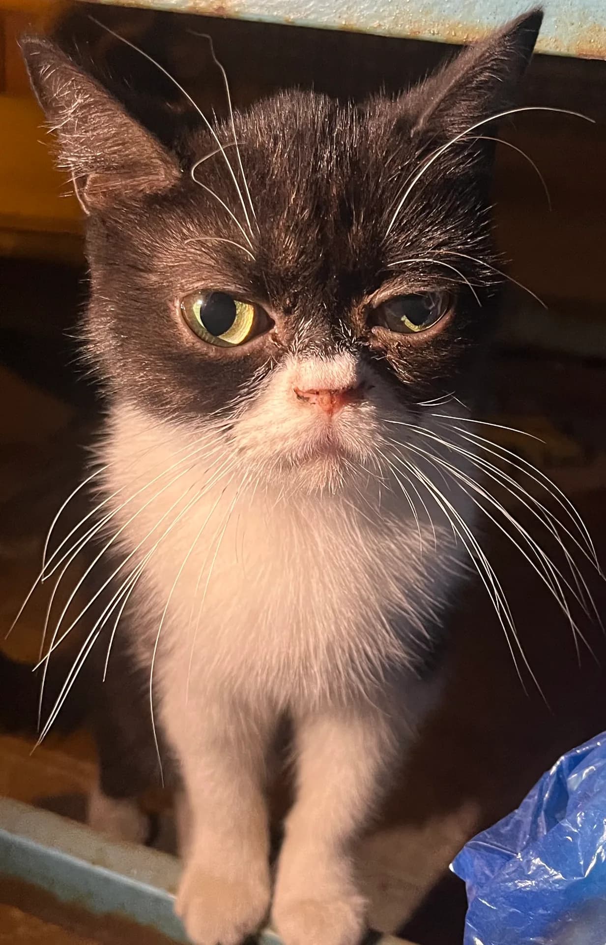 Kedi