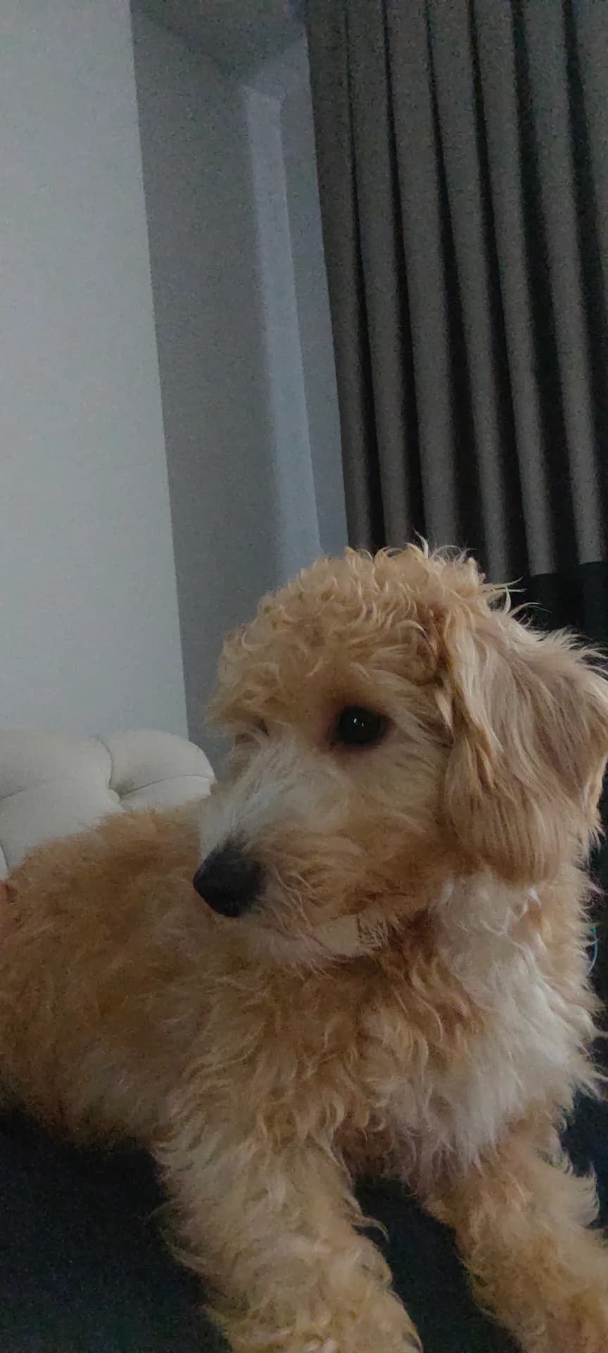 Odie