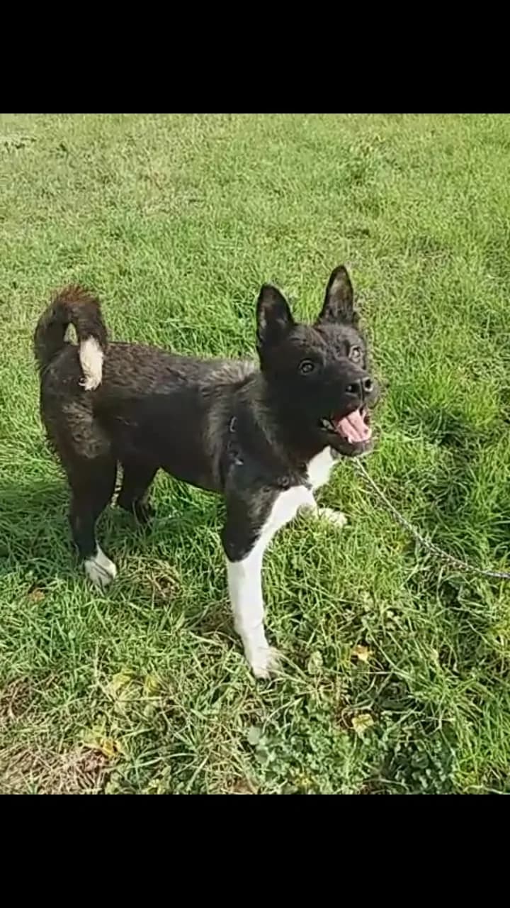 Pia