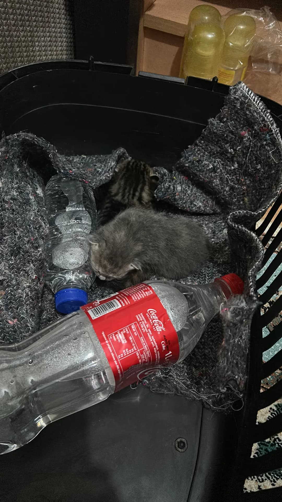 2 kedi