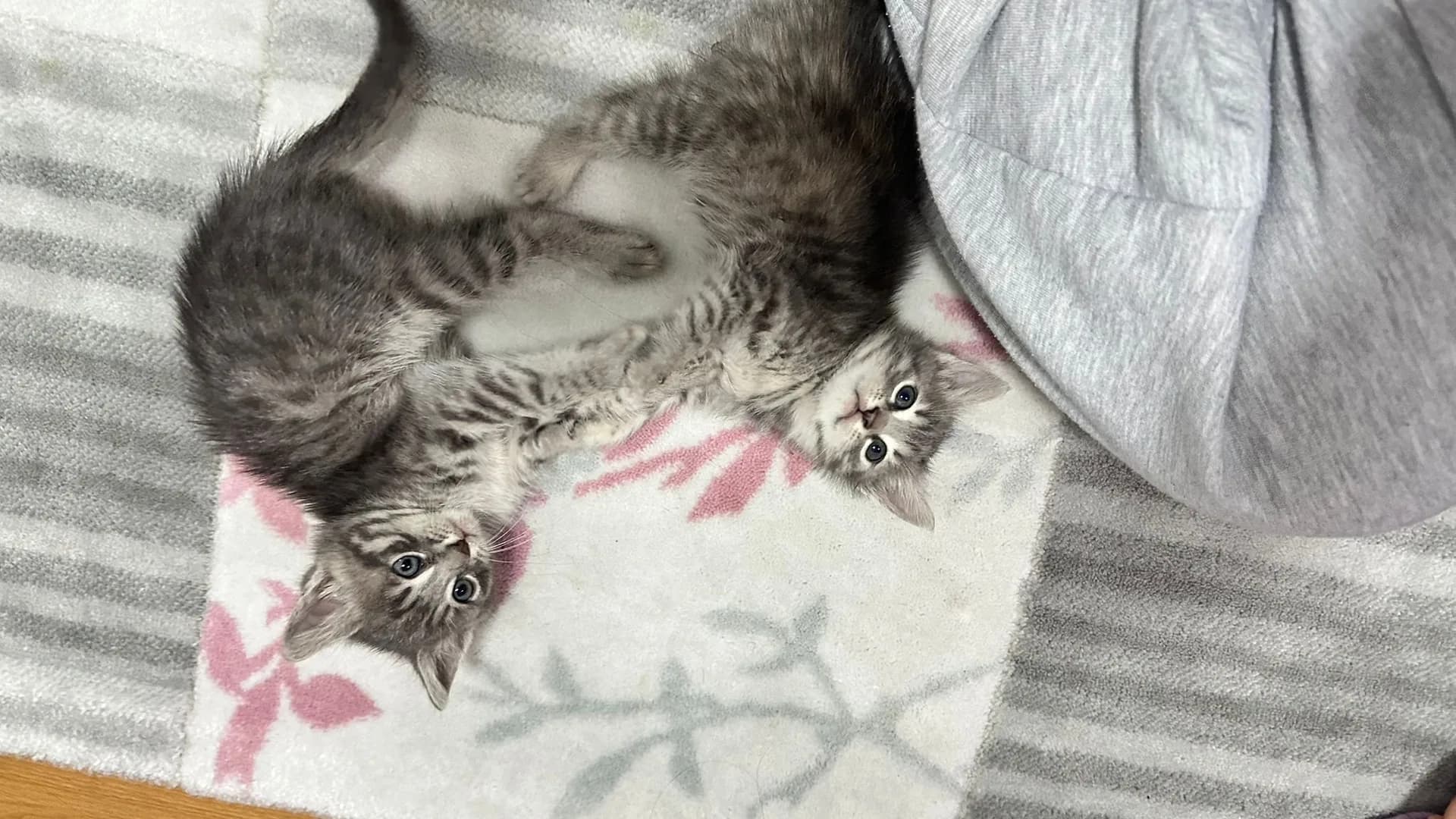 sokak kedisi