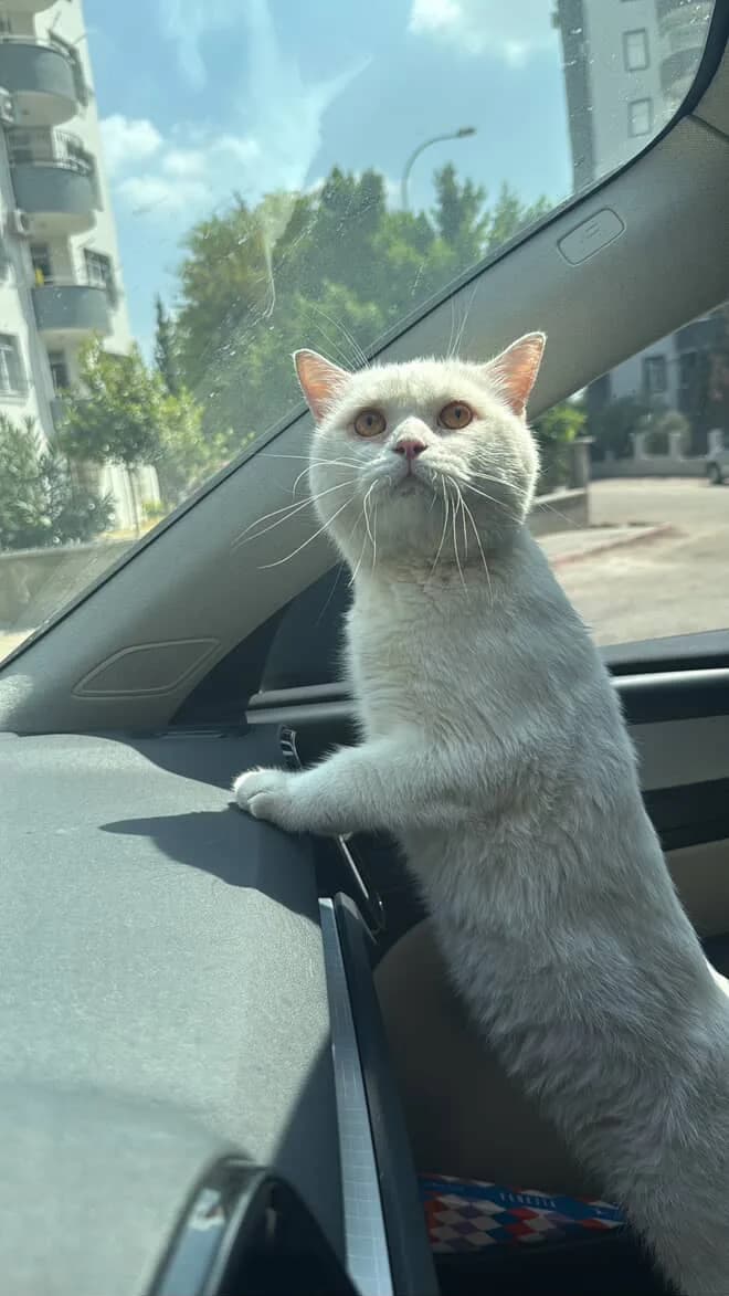 Pamuk