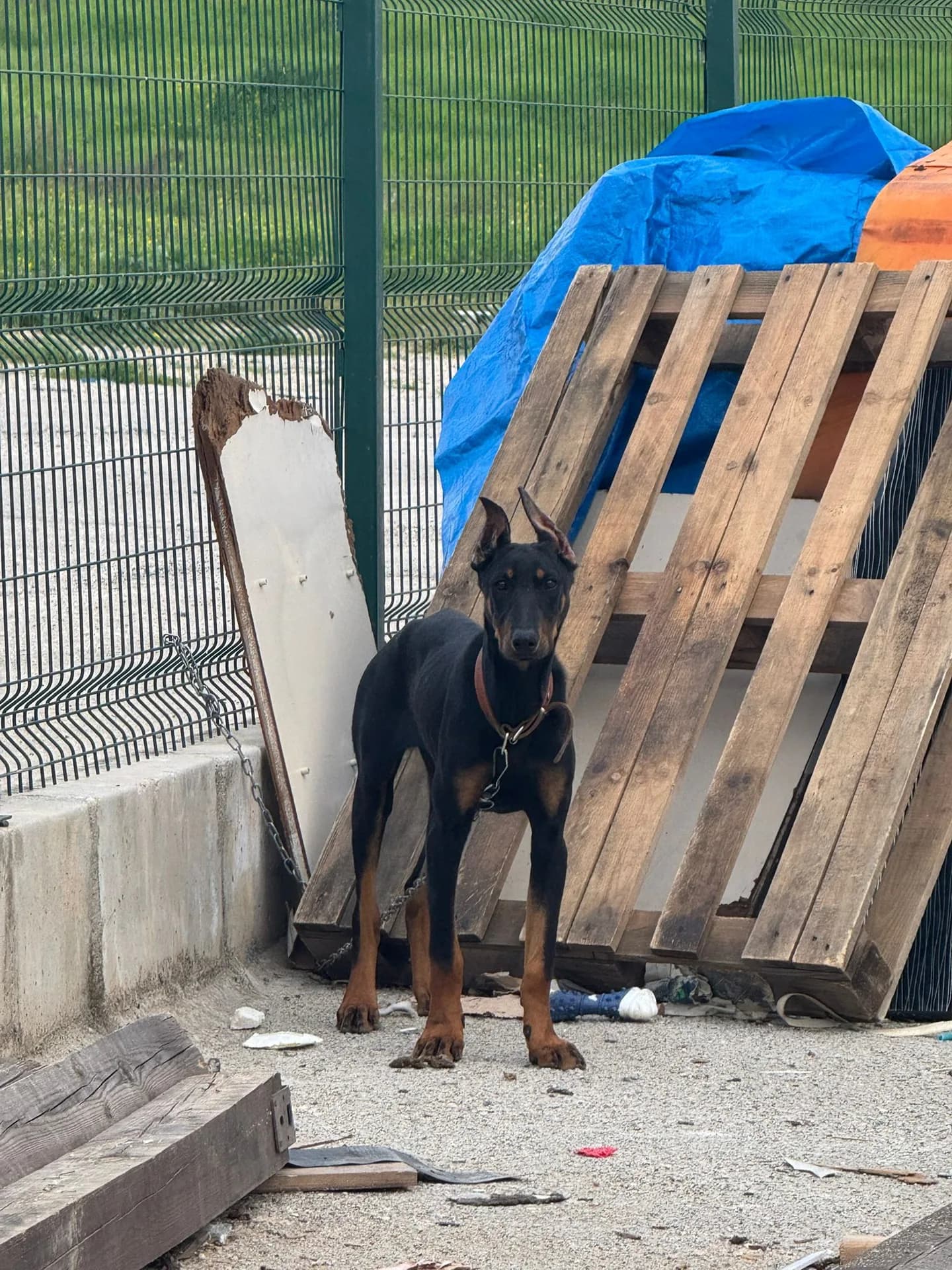dobi