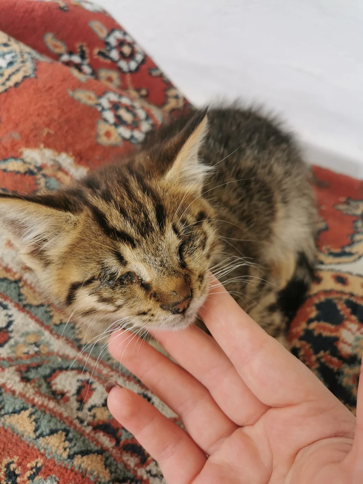 GÖRME ENGELLİ YAVRU KEDI