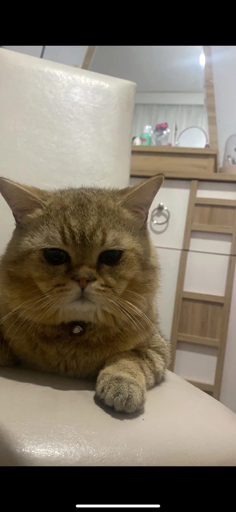 Tarçın