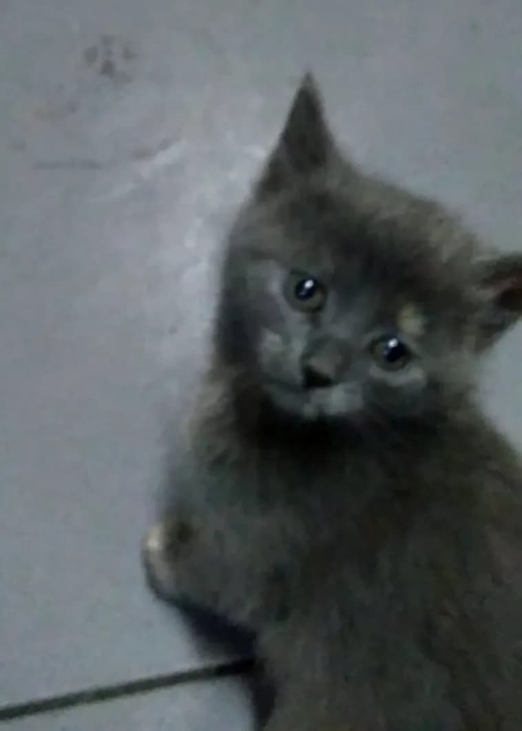Migo